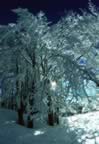 Sculture invernali (49kb)